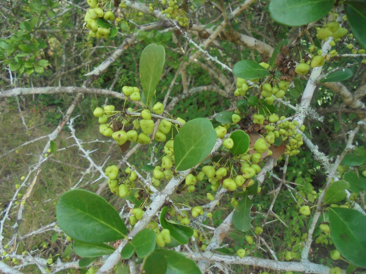 Gymnosporia emarginata (Willd.) Thwaites